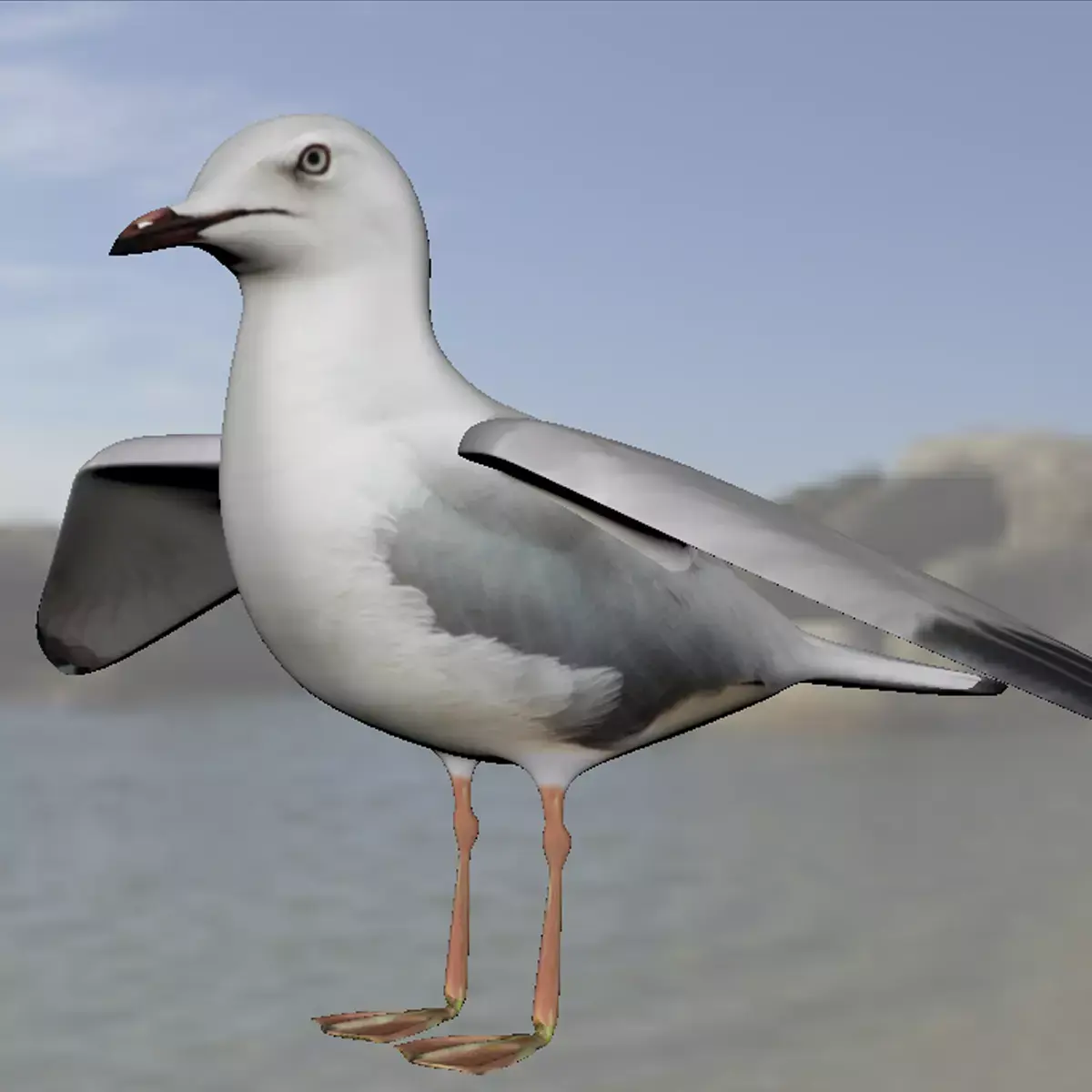 Realistic Seagull Model - Low-poly 3D model