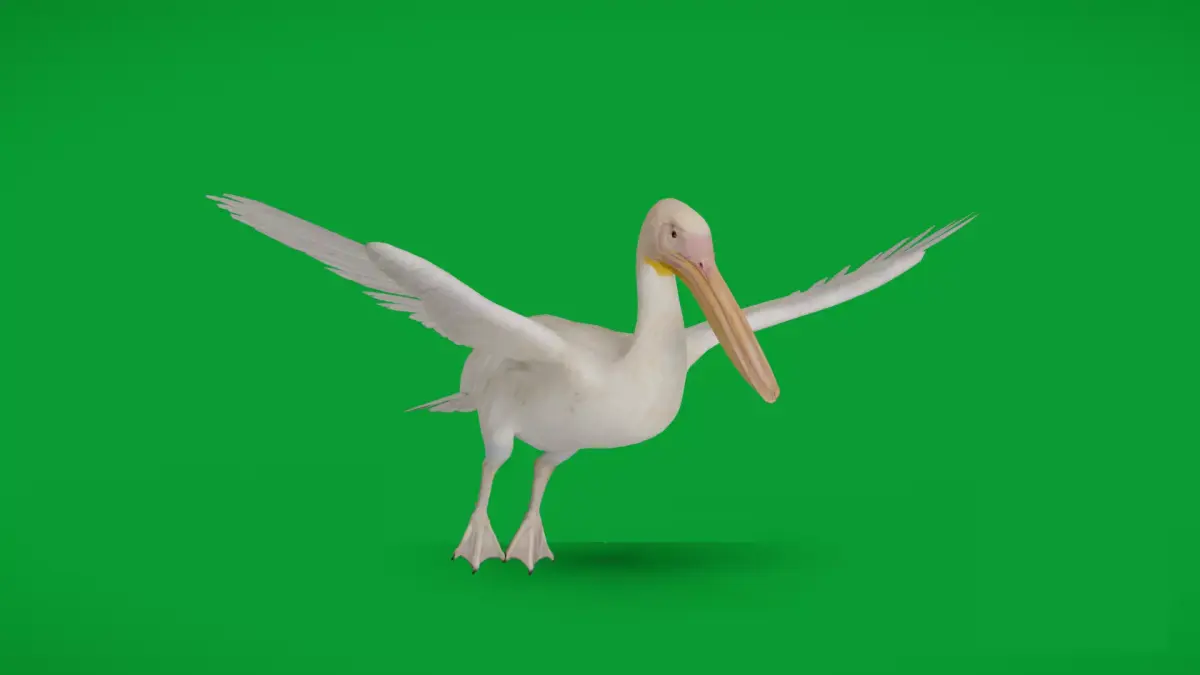 Pelican Bird Low-poly 3D model