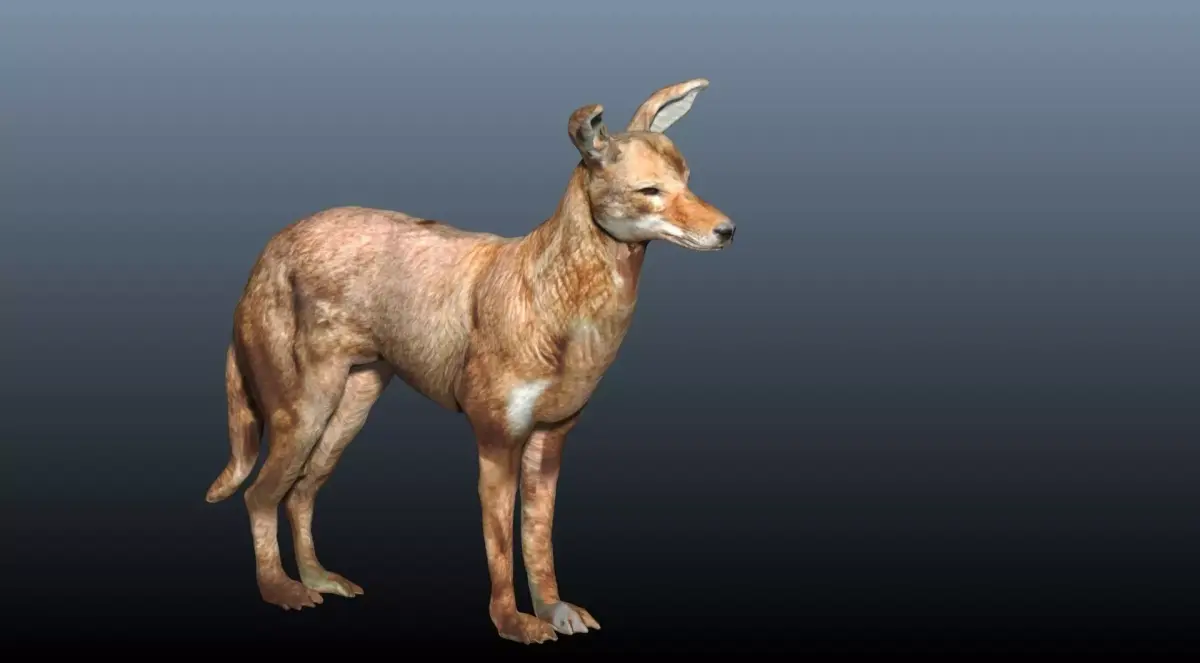 ethiopian wolf  3D model