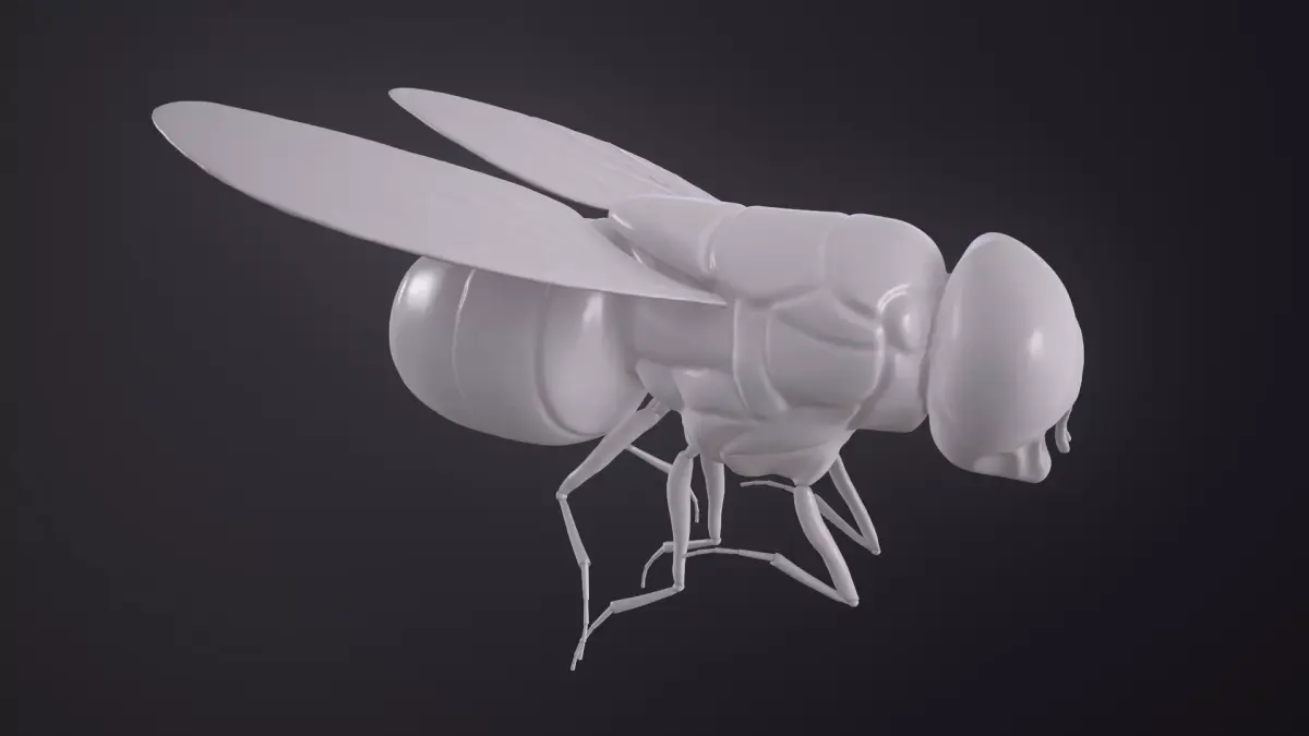 Califoride insect  3D model