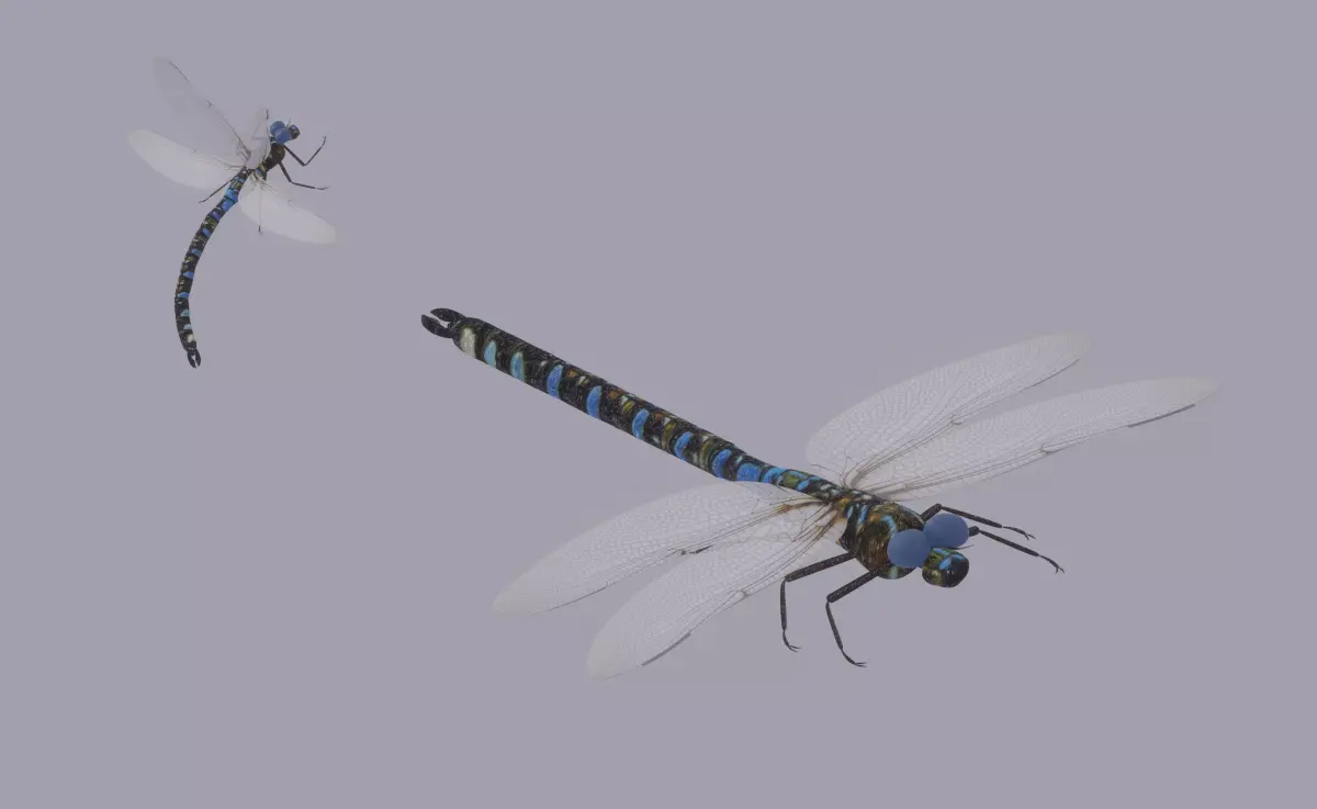Dragonfly 3D model get