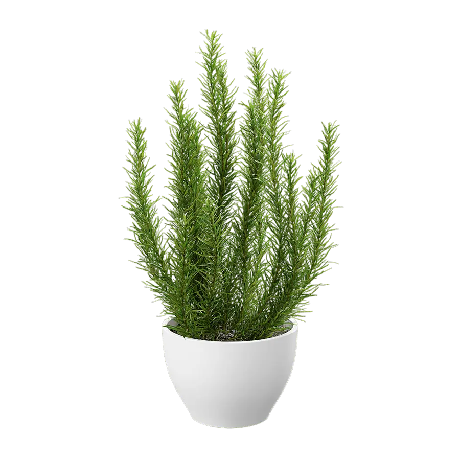  Rosemary Plant Herb Potted Plant Model  buy