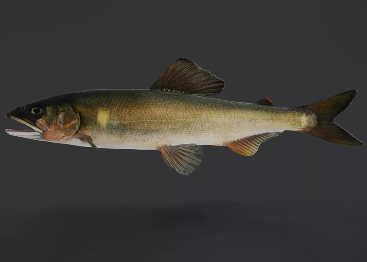 Ayu Sweetfish Animated 3D model