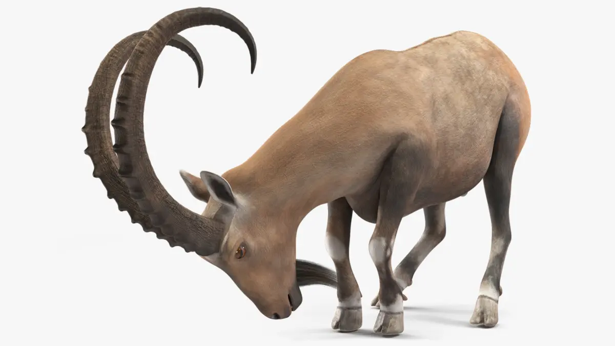 Alpine Ibex with Large Horns 3D model