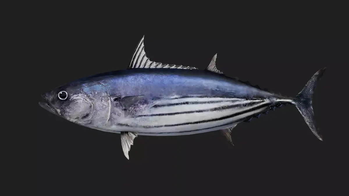Bonito Low-poly 3D model purchase