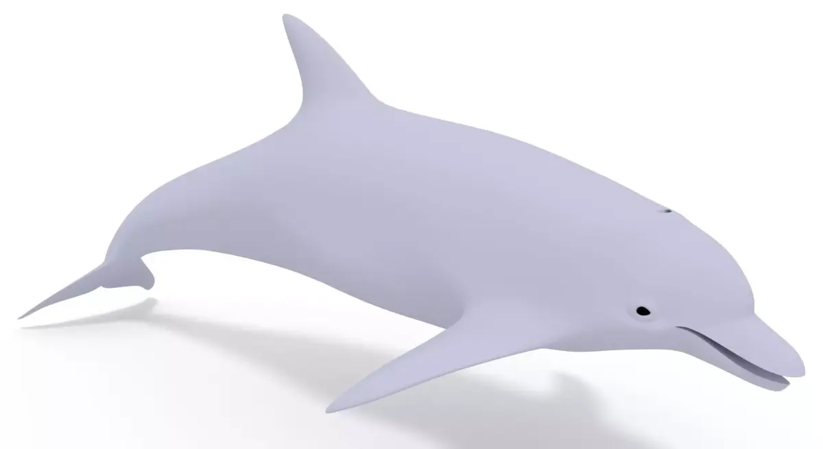 Dolphin 3D Model 3D model