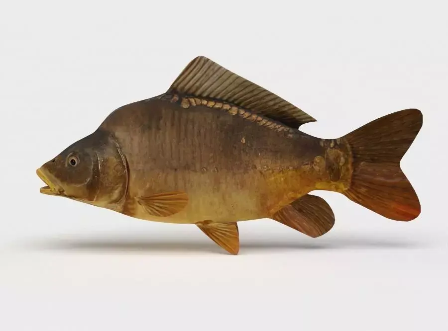 Mirror Carp Fish Cyprinus Carpio 3D model
