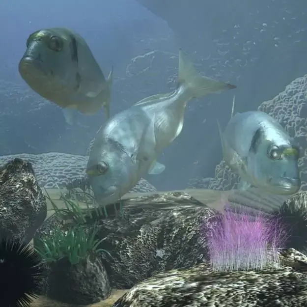 Sea Bream Fish Rigged with Underwater Scene Low-poly 3D model