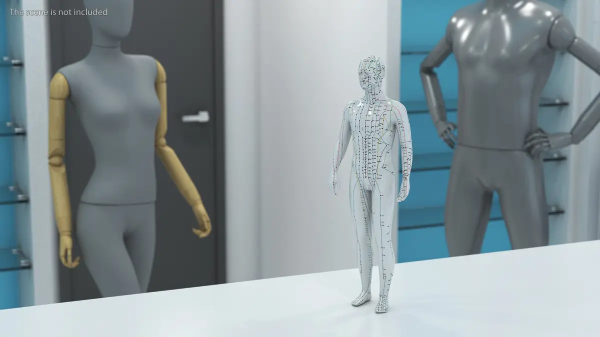 Male Acupuncture Mannequin 3D model