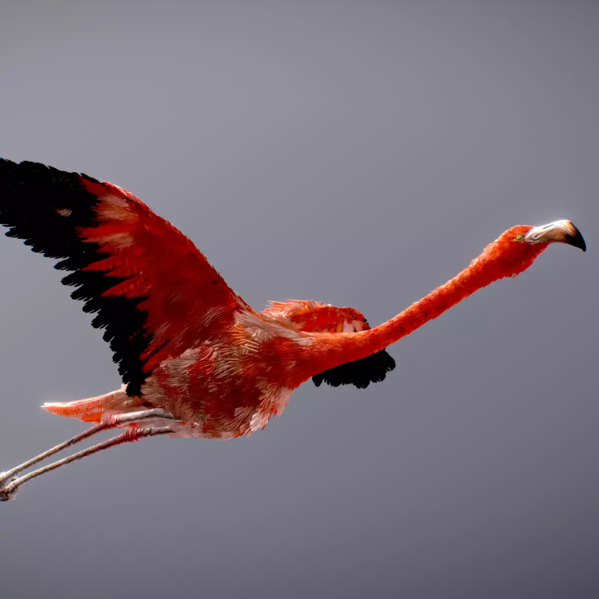 American Flamingo 3D model