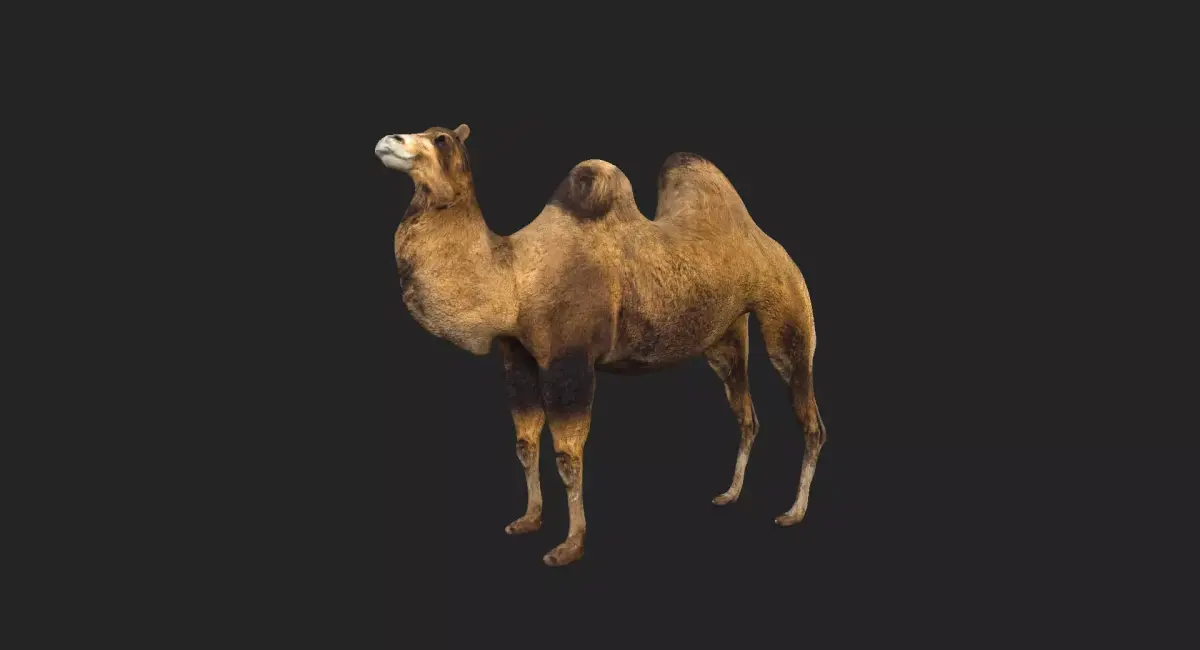 Camel Low-poly Low-poly 3D model