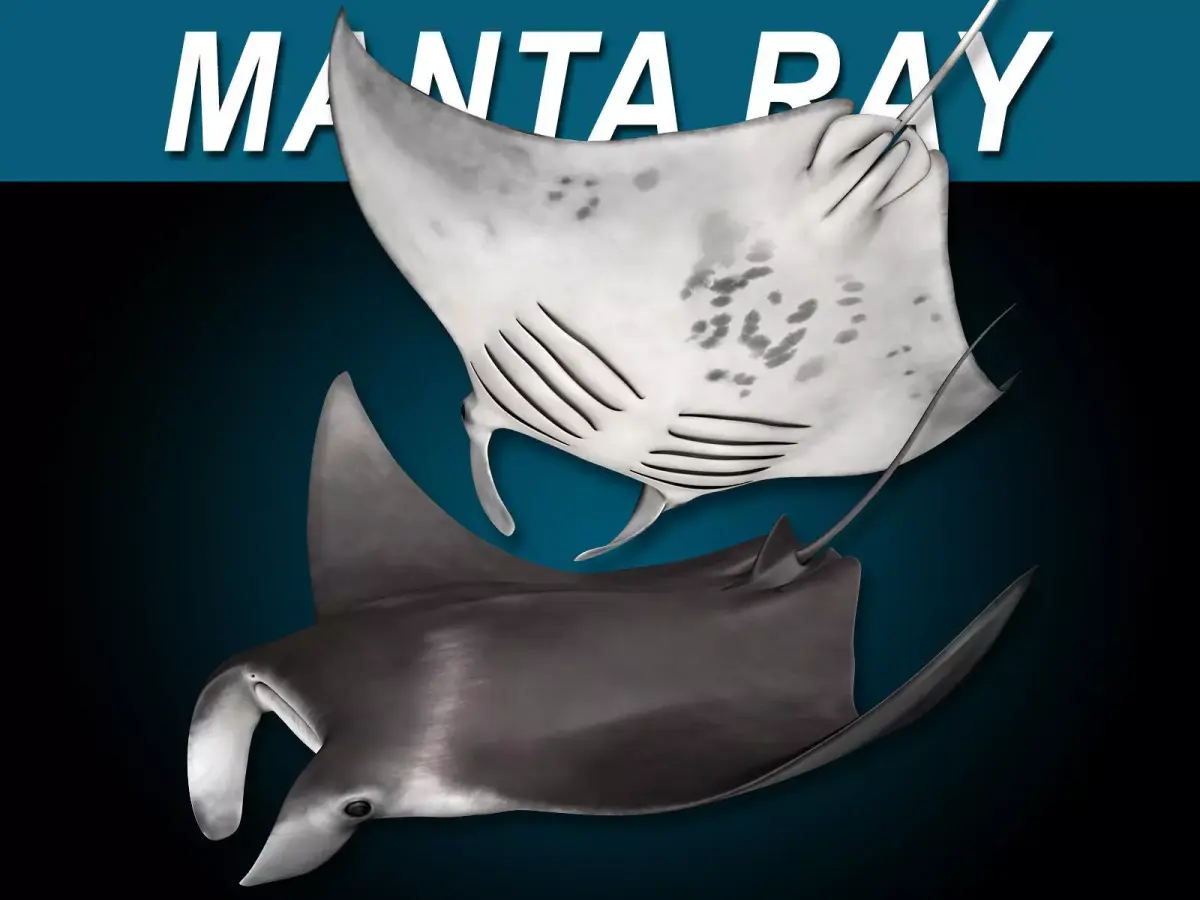 Manta Ray 3D model shop