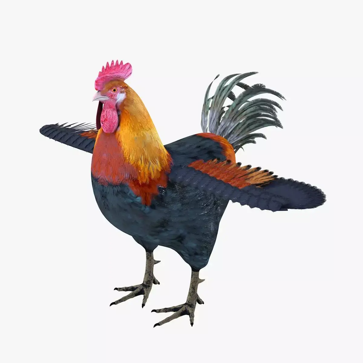 Rooster bird rigged 3d model Low-poly 3D model