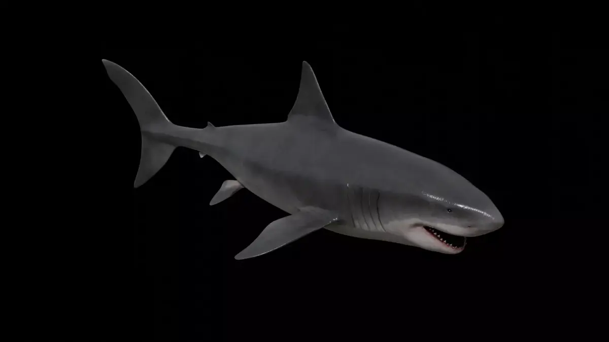Great white shark Low-poly 3D model 10