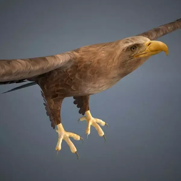 Eagle in flight 3D model