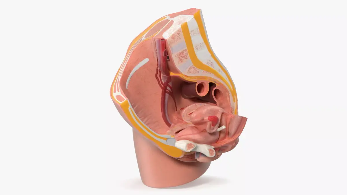 Medical Model of Female Pelvis Cross Section 3D model