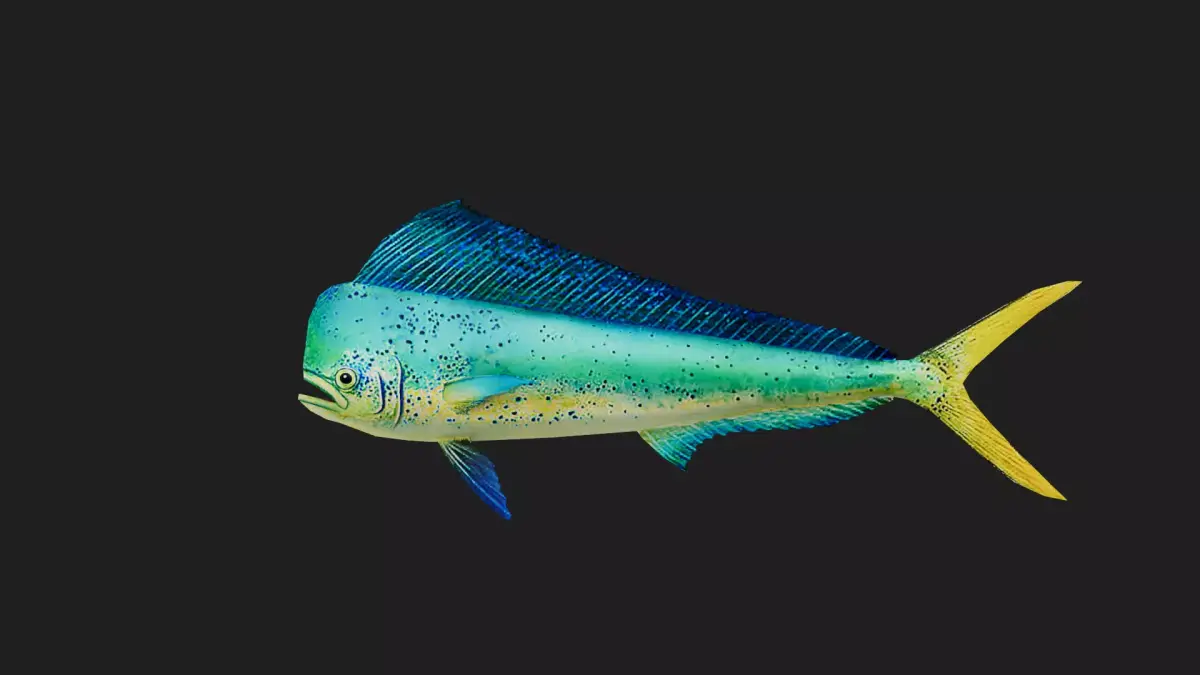 Dolphinfish Low-poly 3D model