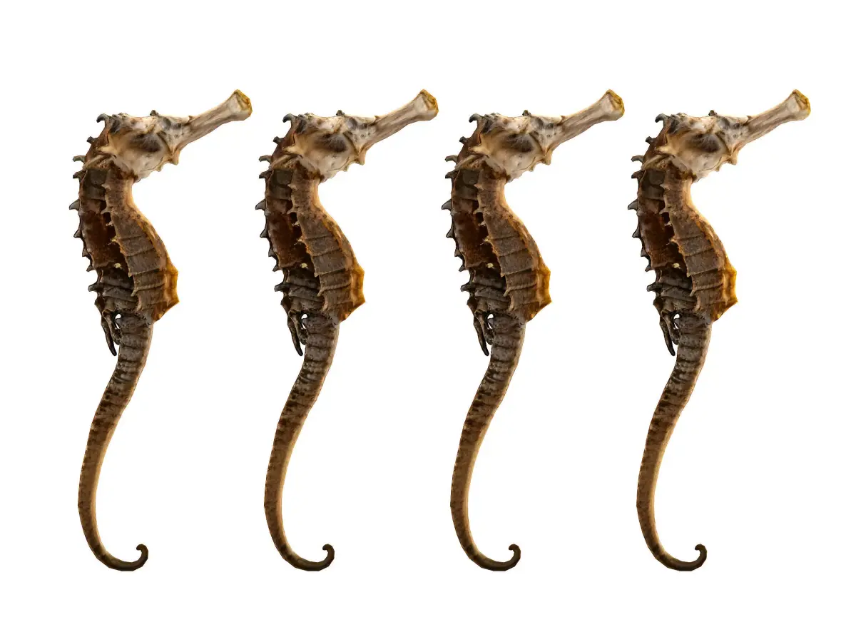 hippocampus japonicus Low-poly 3D model