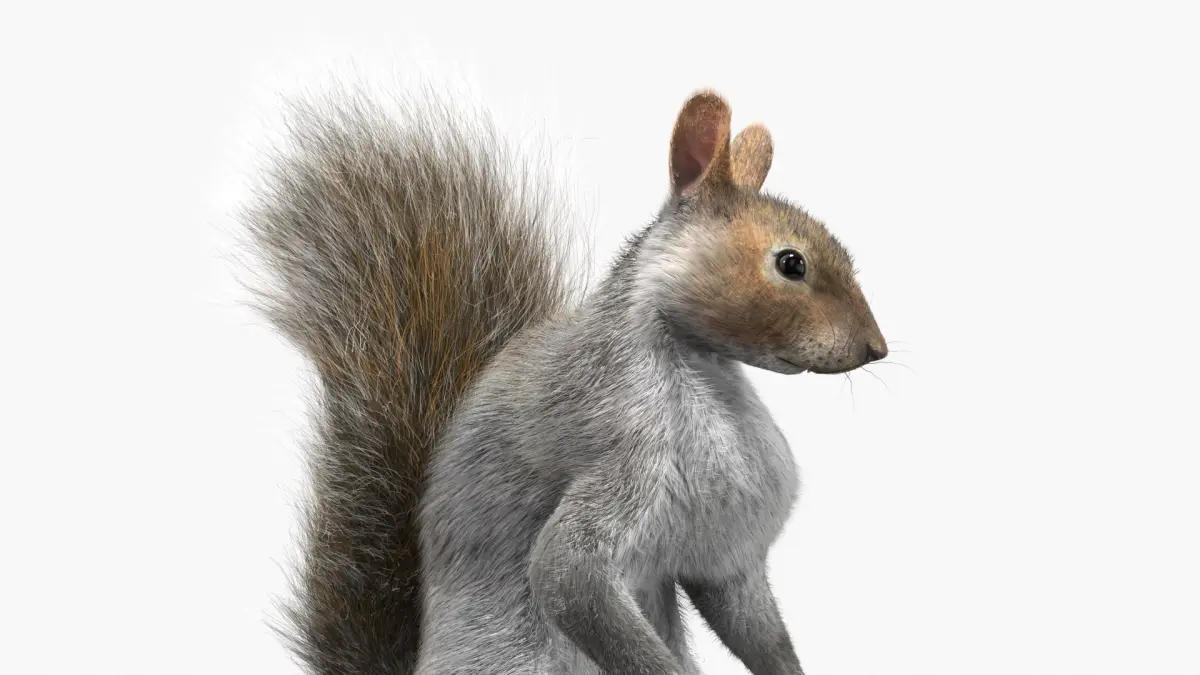 Squirrel Standing Gray Fur for Maya 3D model