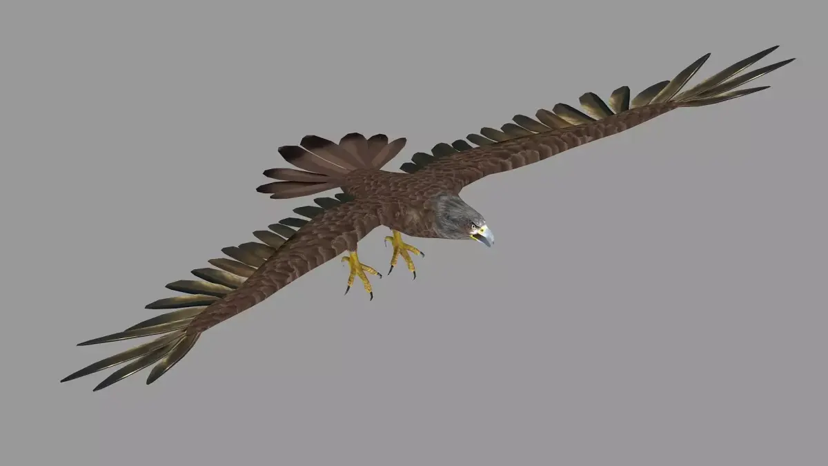golden bald eagle hawk bird animal royal fly feather wing  3D model