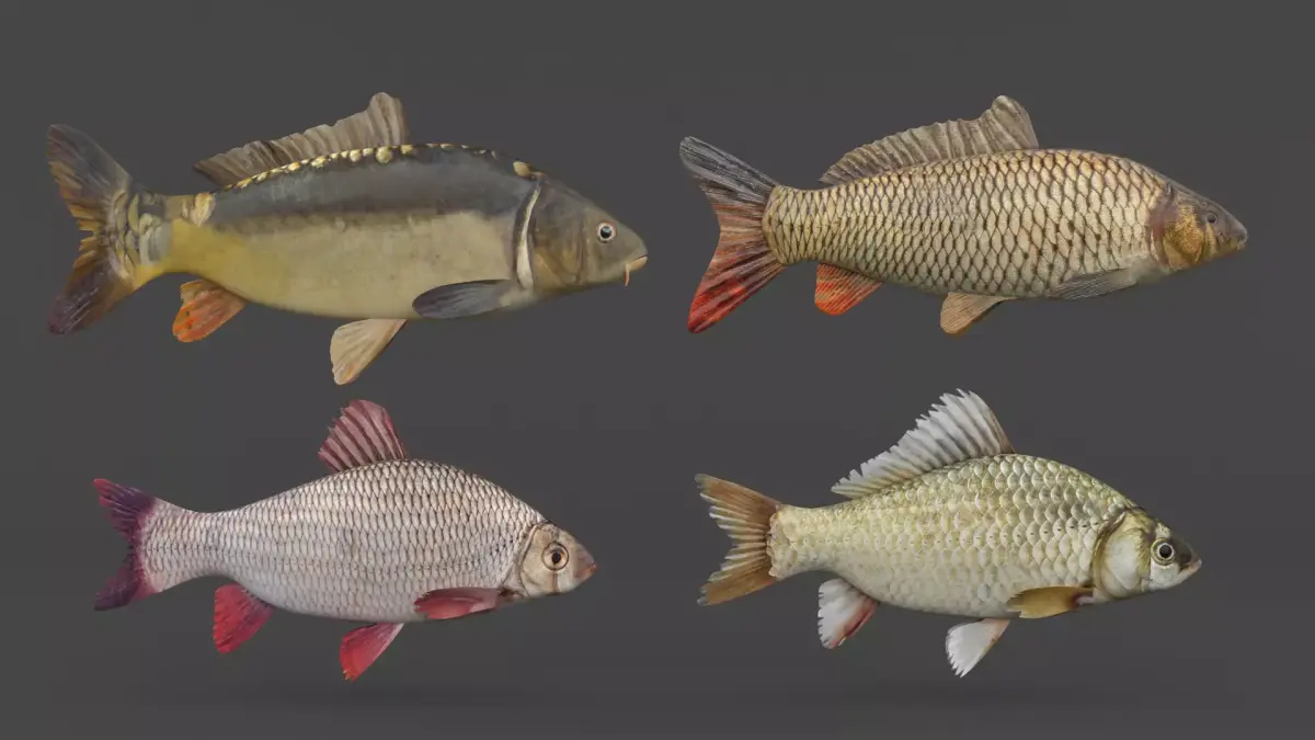 Fish Collection 3D model get