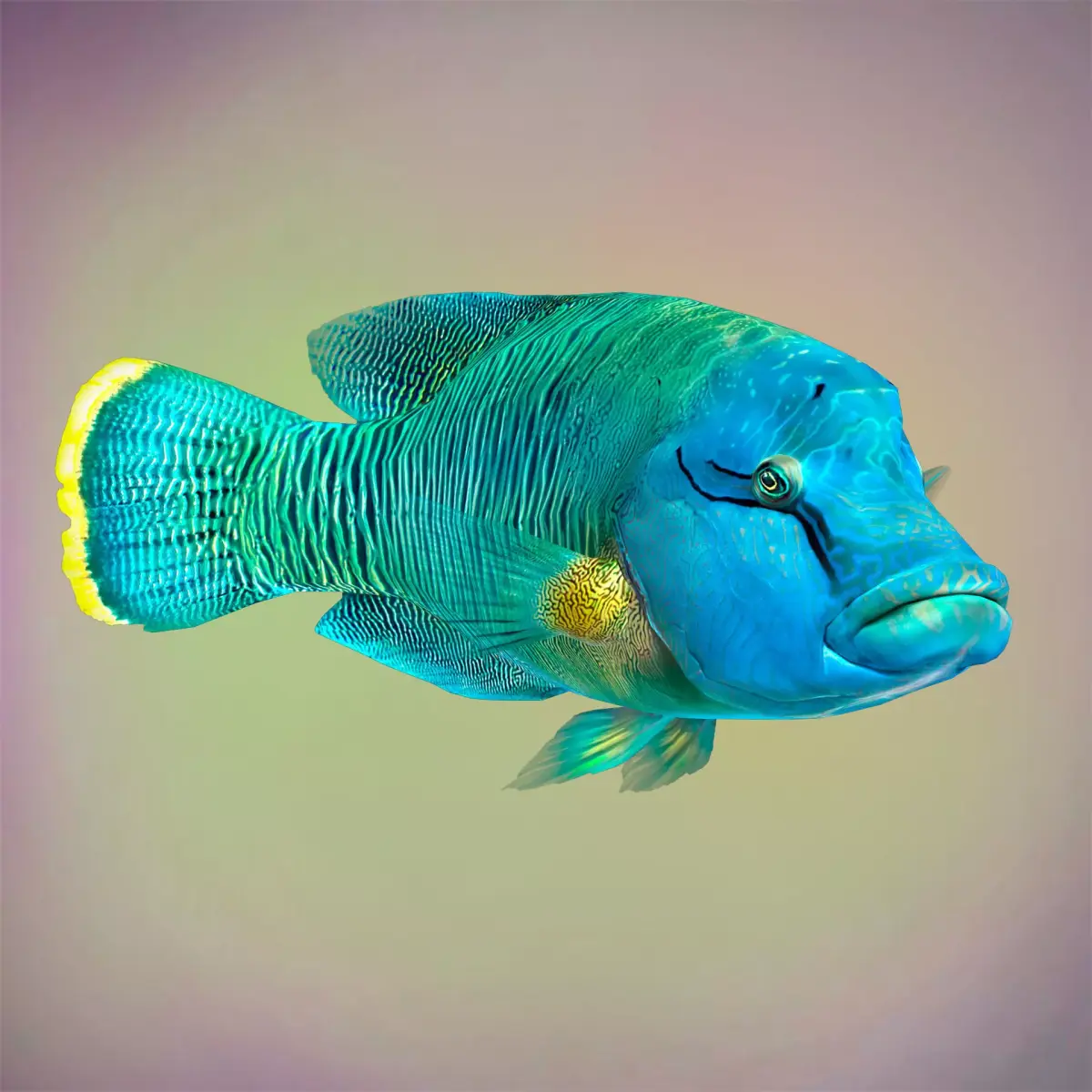 Fish Humphead Wrasse or Napoleonfish Low-poly 3D model