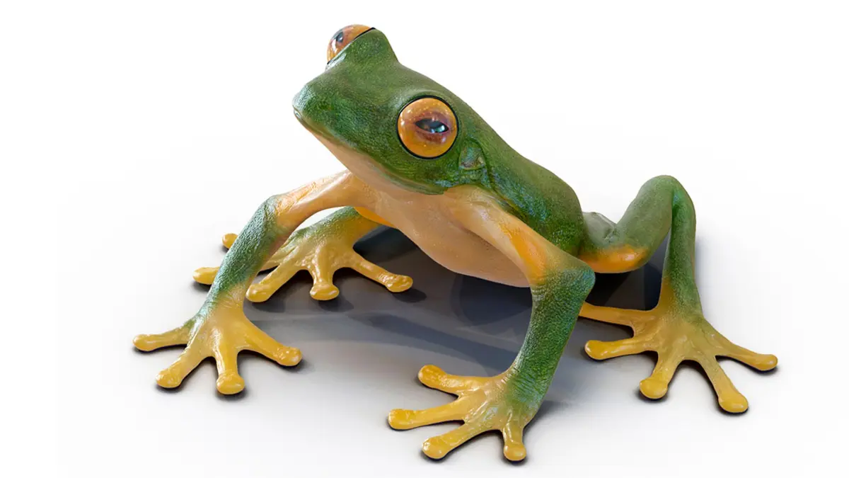 Realistic Tree Frog Rigged for Cinema 4D 3D model