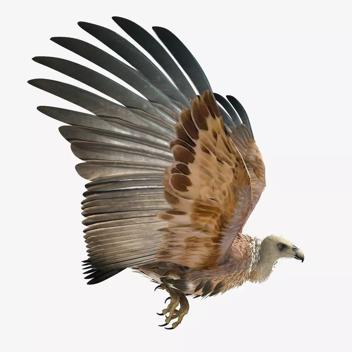 Griffon Vulture - rigged - animated 3D model
