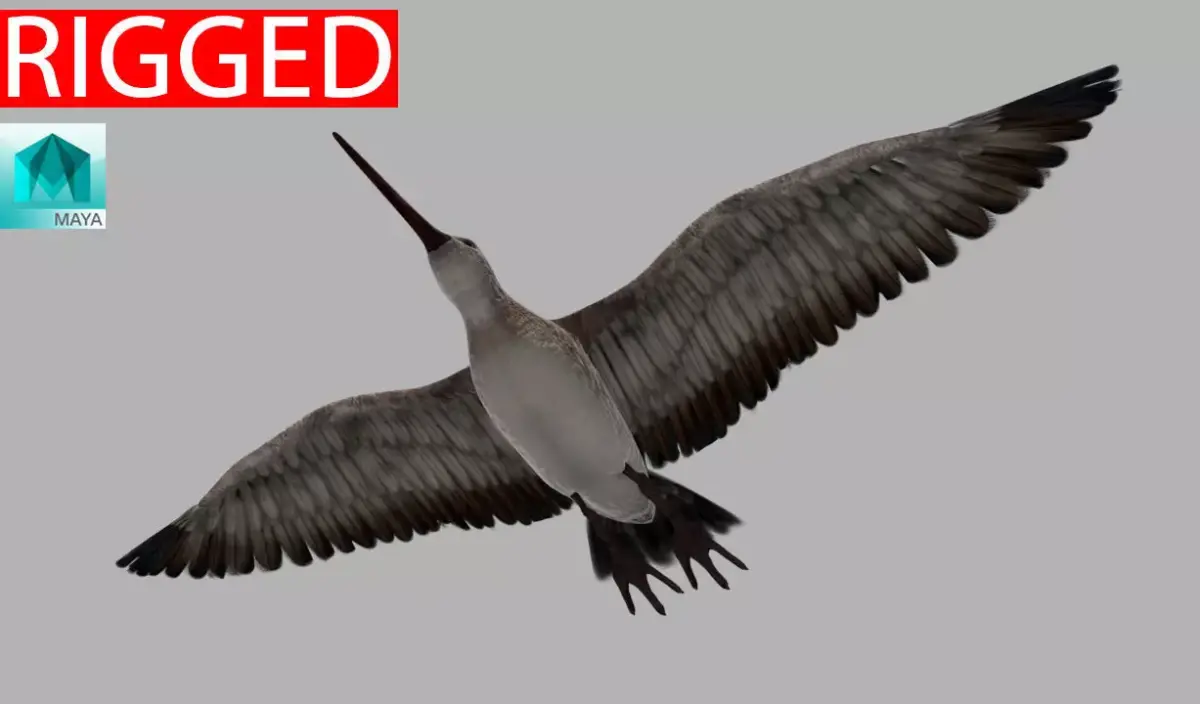 Snipe bird in flight 3D model