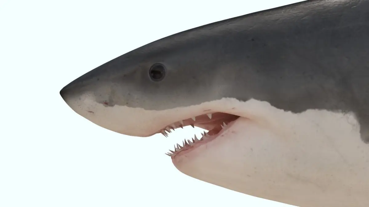 Great white shark rigged and animated for Cinema 4d  Low-poly 3D model
