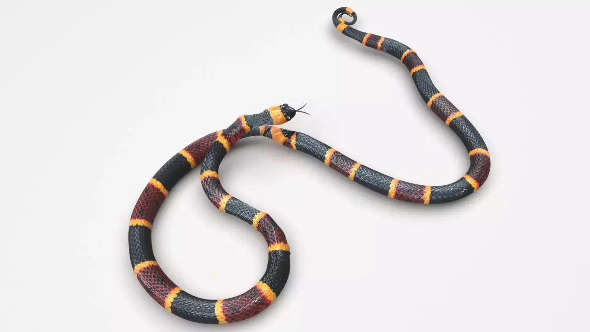 Coral Snake 3D model