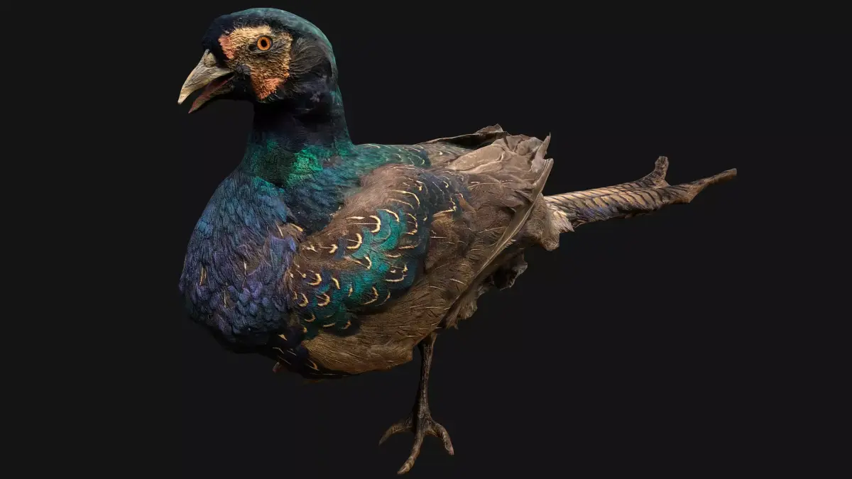 Pheasant Bird Low-poly 3D model