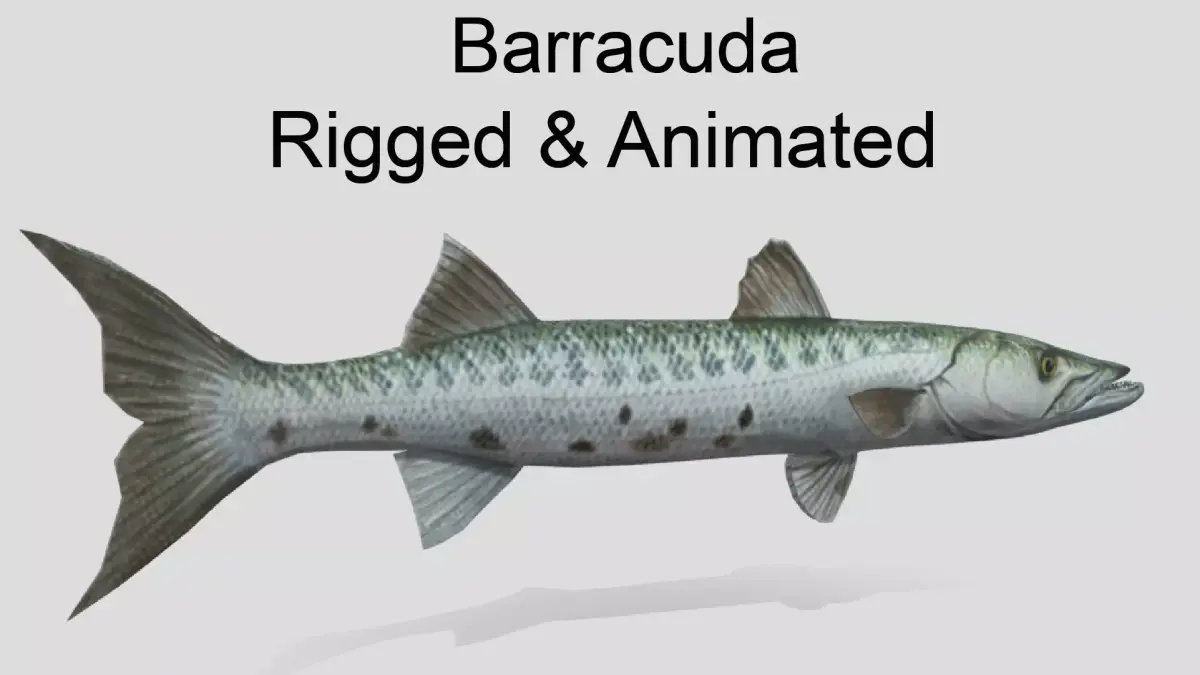 Barracuda  Realistic Animated Low-poly 3D model