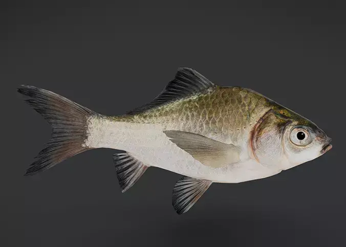 Realistic White Crucian Carp Animated 3D model
