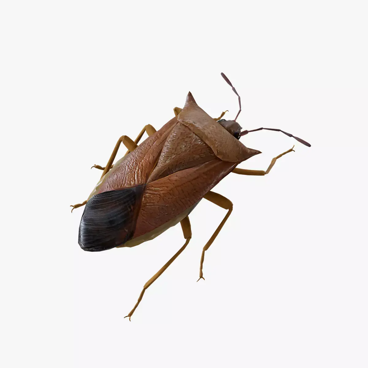 Stink Bug Coreus Marginatus  Low-poly 3D model