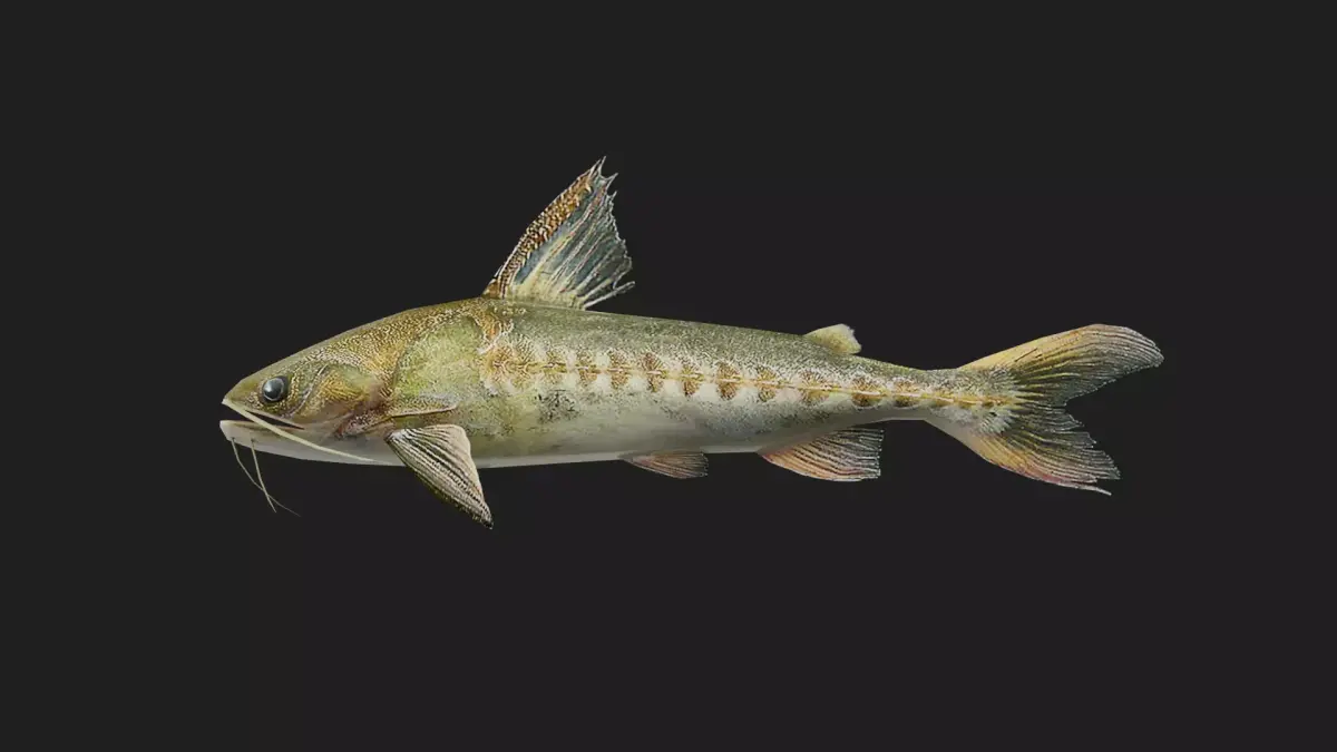 Catfish Low-poly 3D model get
