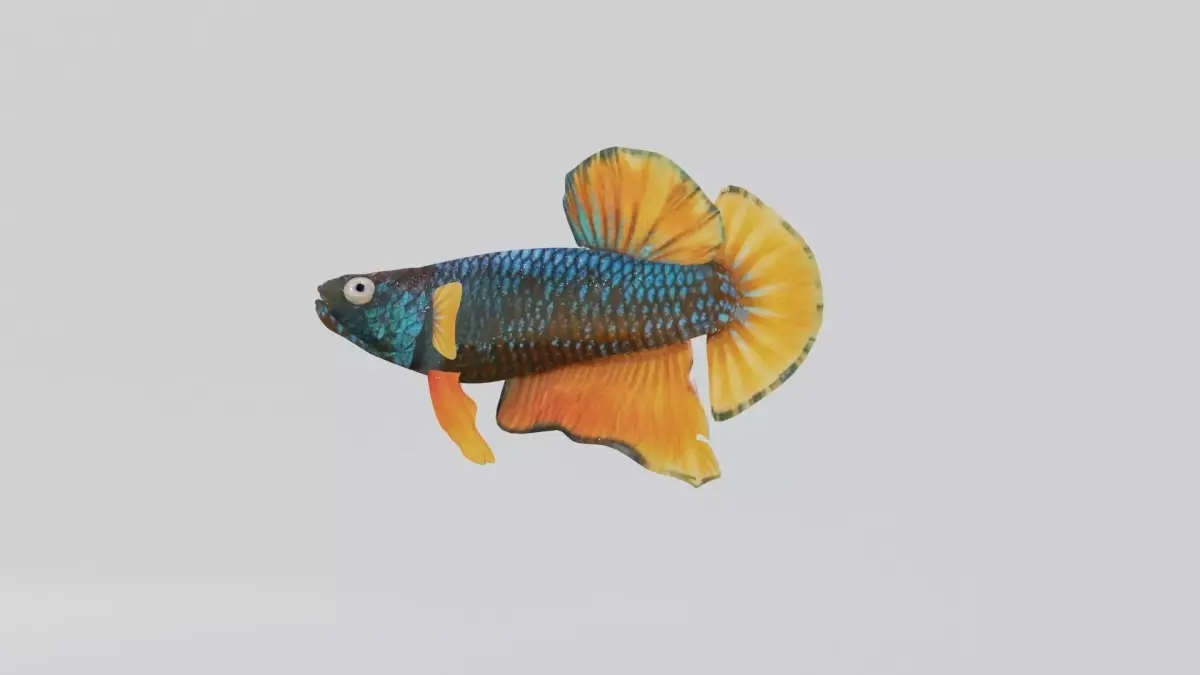 Betta Fish 3D model purchase