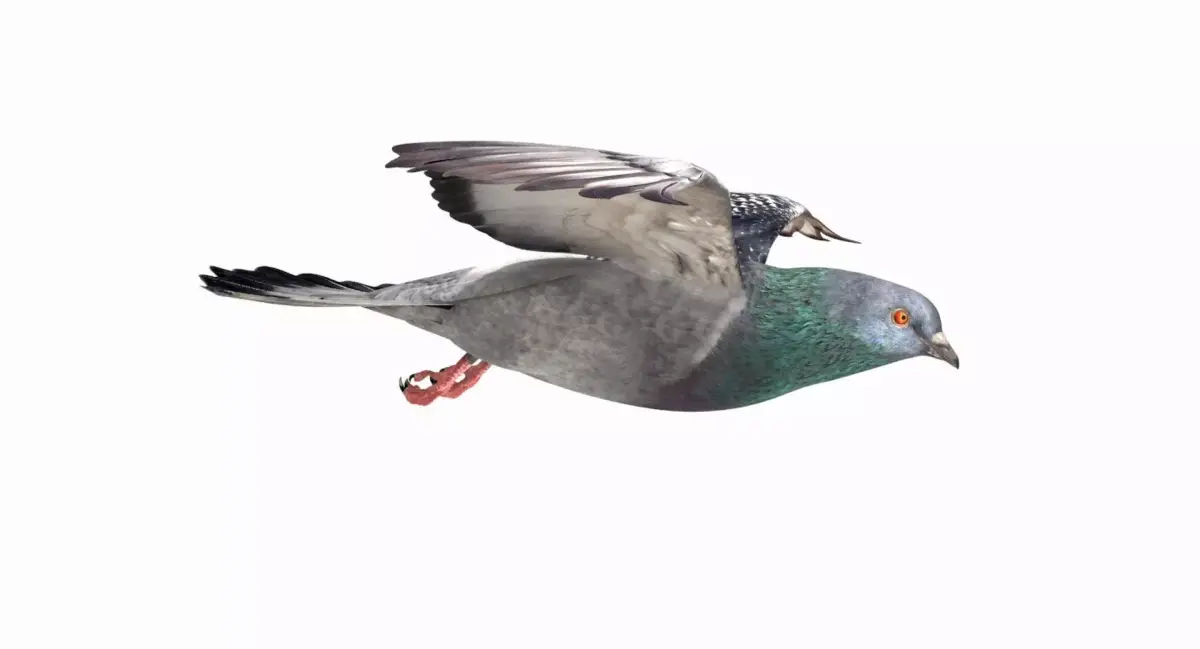 Pigeon Low-poly 3D model 5