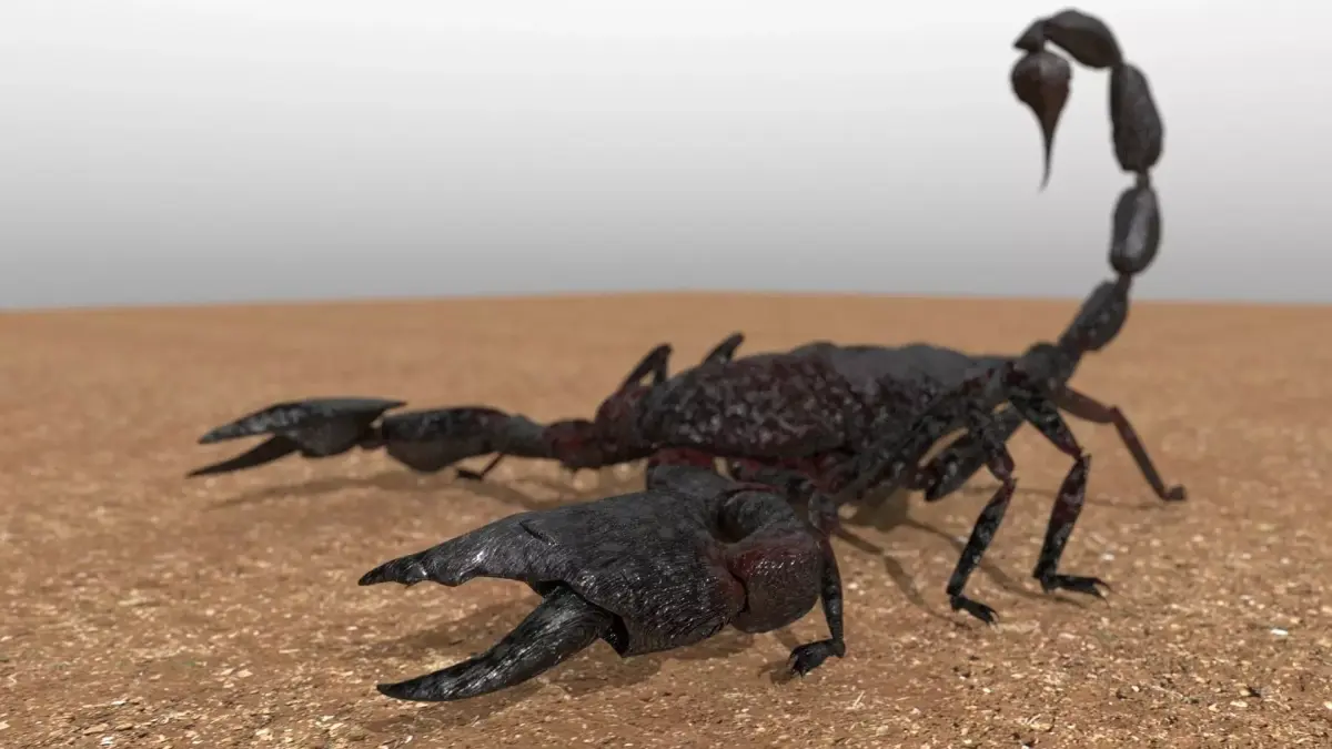 A highly detailed and UV textured 3d model of a scorpion 3D model