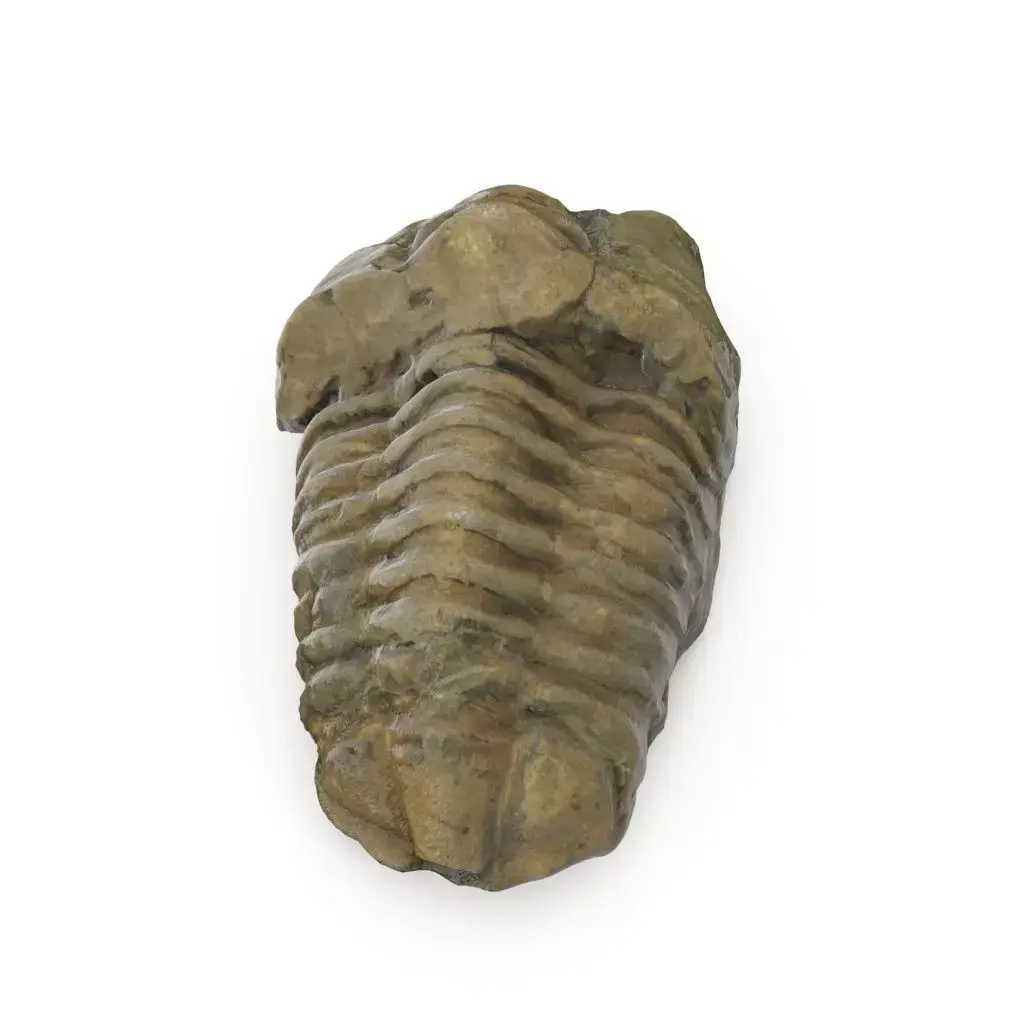 Trilobite - Fossil 02 - Low and High Poly versions 3D model