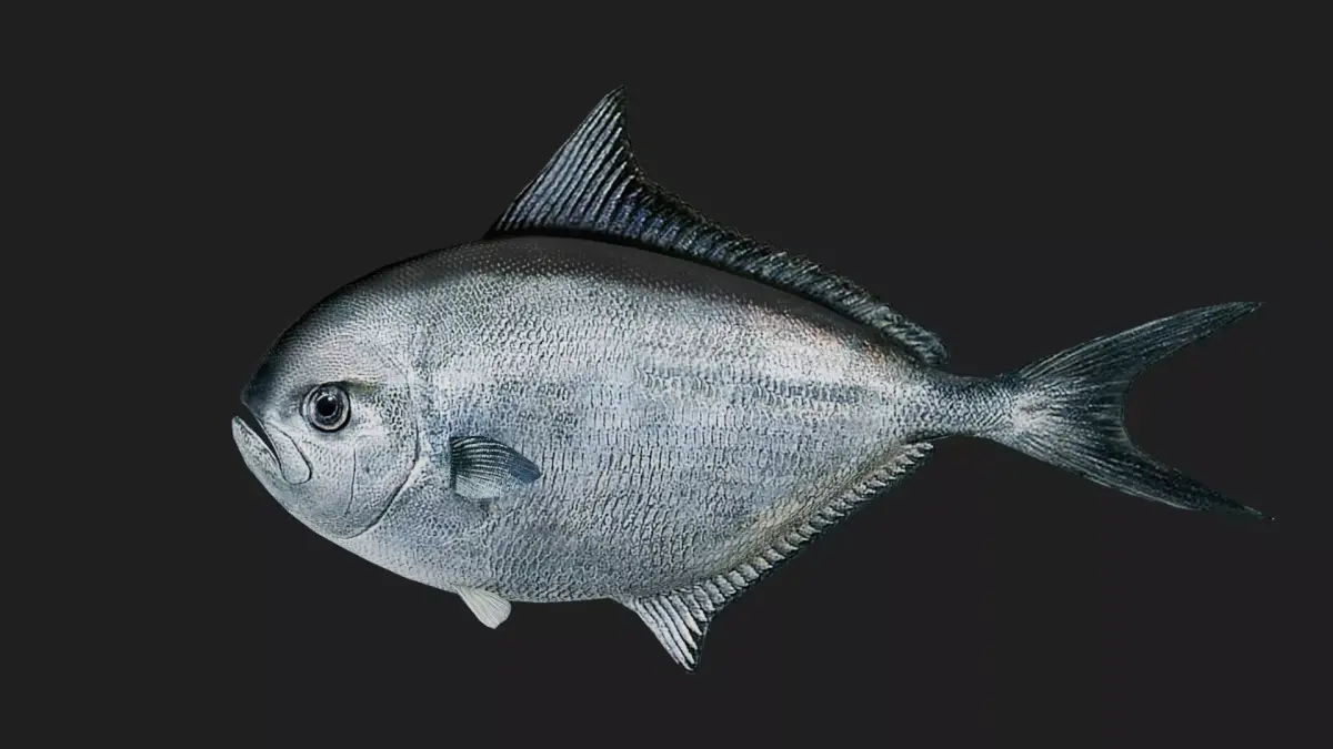 Pomfret Low-poly 3D model