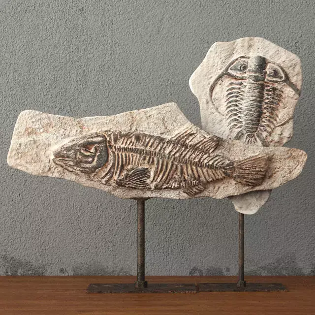 Fossils on Stand 3D model