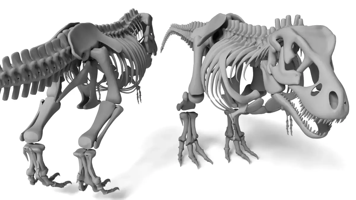 Tyrannosaurus Rex Skeleton 3D Model 3D model