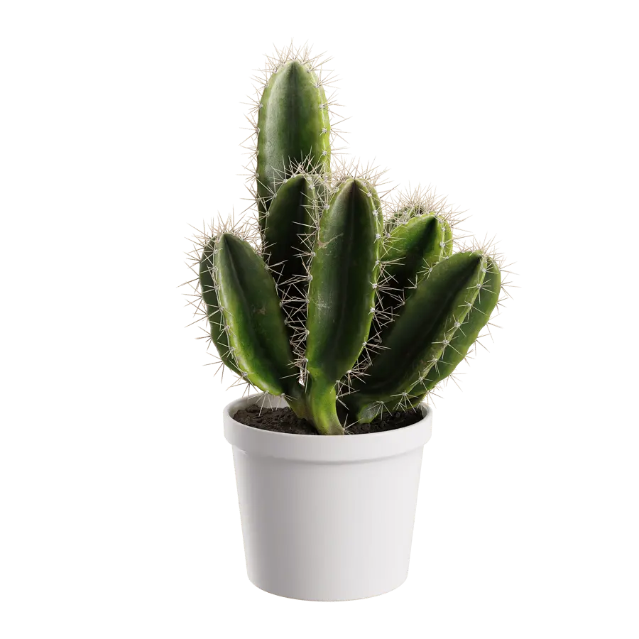  Generic Cactus Plant Model  purchase