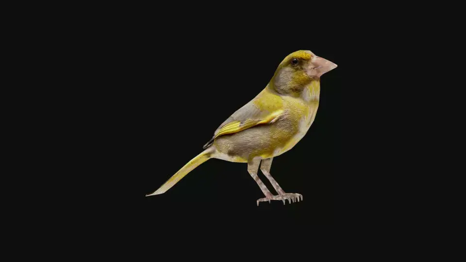 greenfinch 3d models Low-poly 3D model