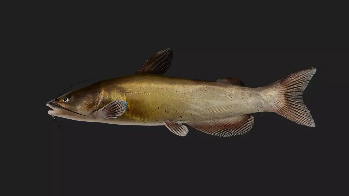 Catfish Low-poly 3D model 2