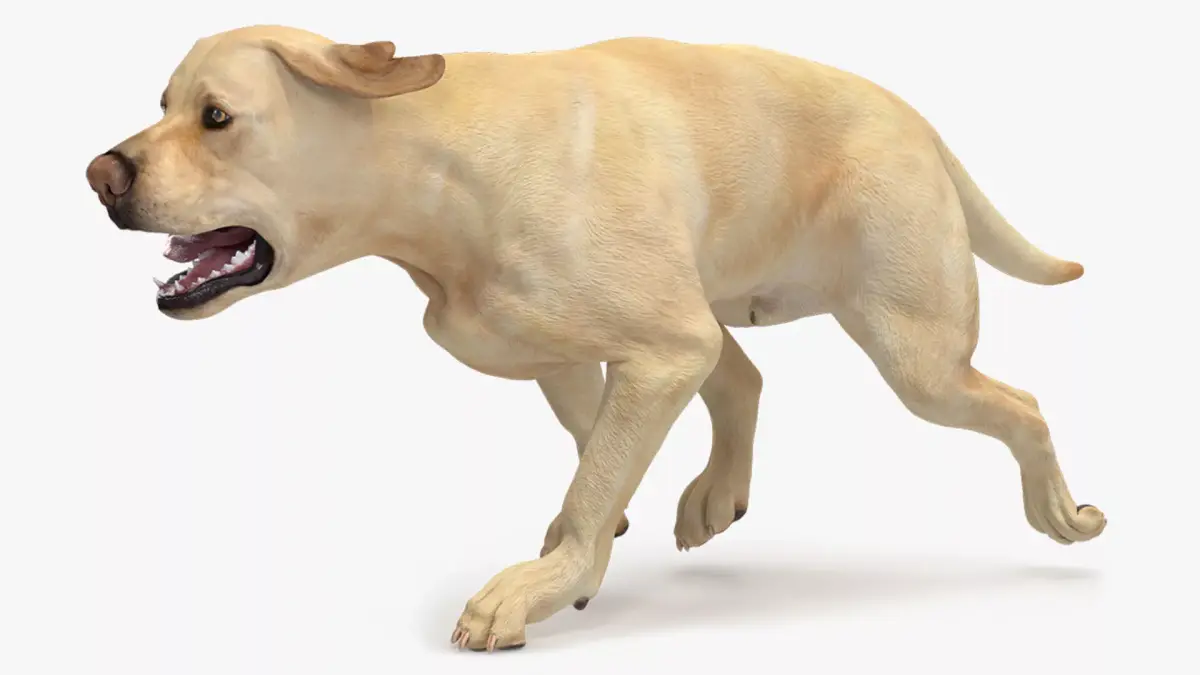 Running White Retriever Dog Animated Rigged for Maya 3D model