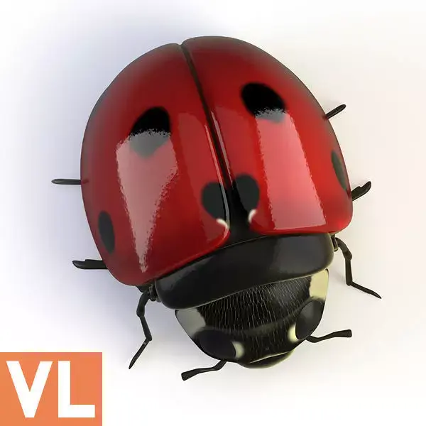 Ladybird ladybug 3D model purchase