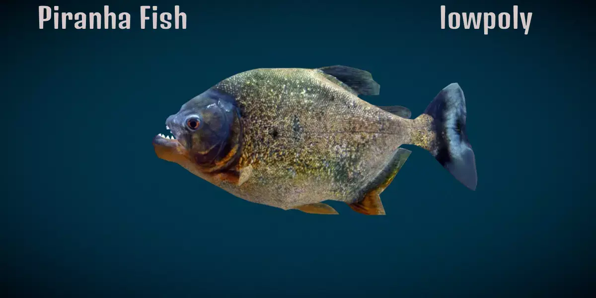 Piranha Fish 3D model purchase