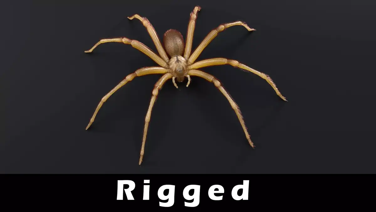 Brown Recluse Spider Low-poly 3D model buy